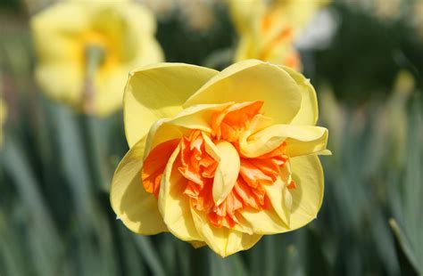 kiwi sunset daffodil|Double Daffodil (Narcissus Kiwi Sunset) in the。